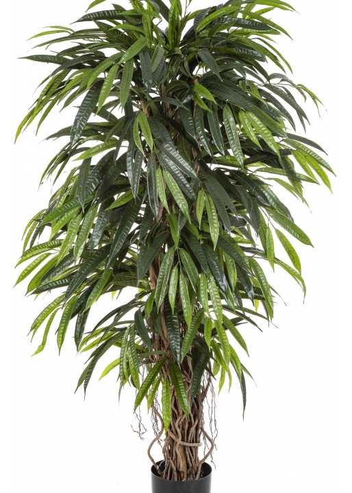 5' DELUXE LONGIFOLIA LIANA 150-210 cm