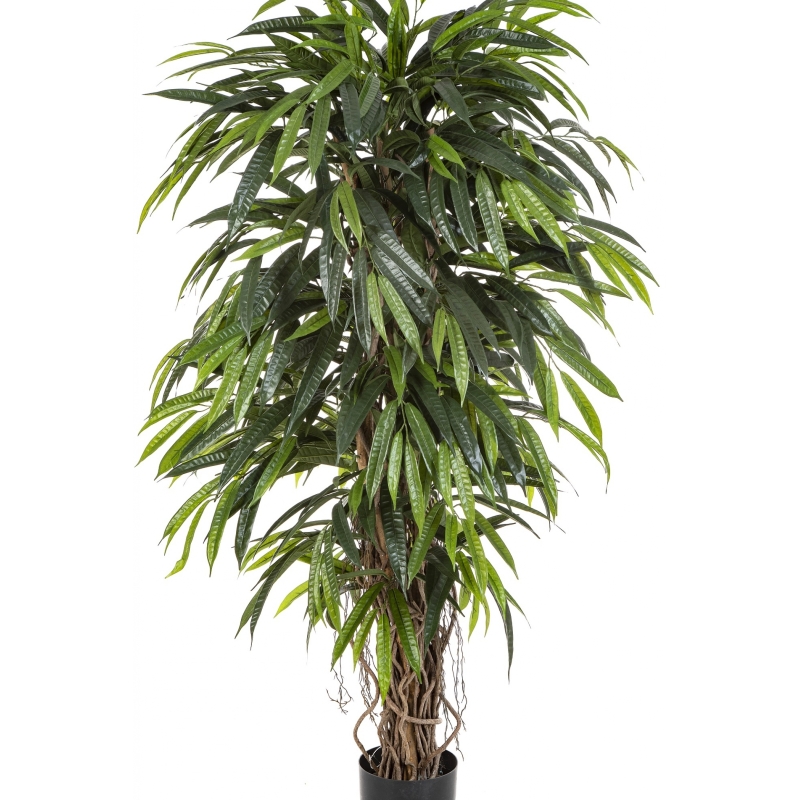 5' DELUXE LONGIFOLIA LIANA 150-210 cm