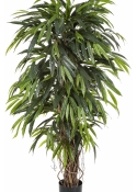 5' DELUXE LONGIFOLIA LIANA 150-210 cm