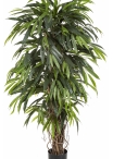 5' DELUXE LONGIFOLIA LIANA 150-210 cm