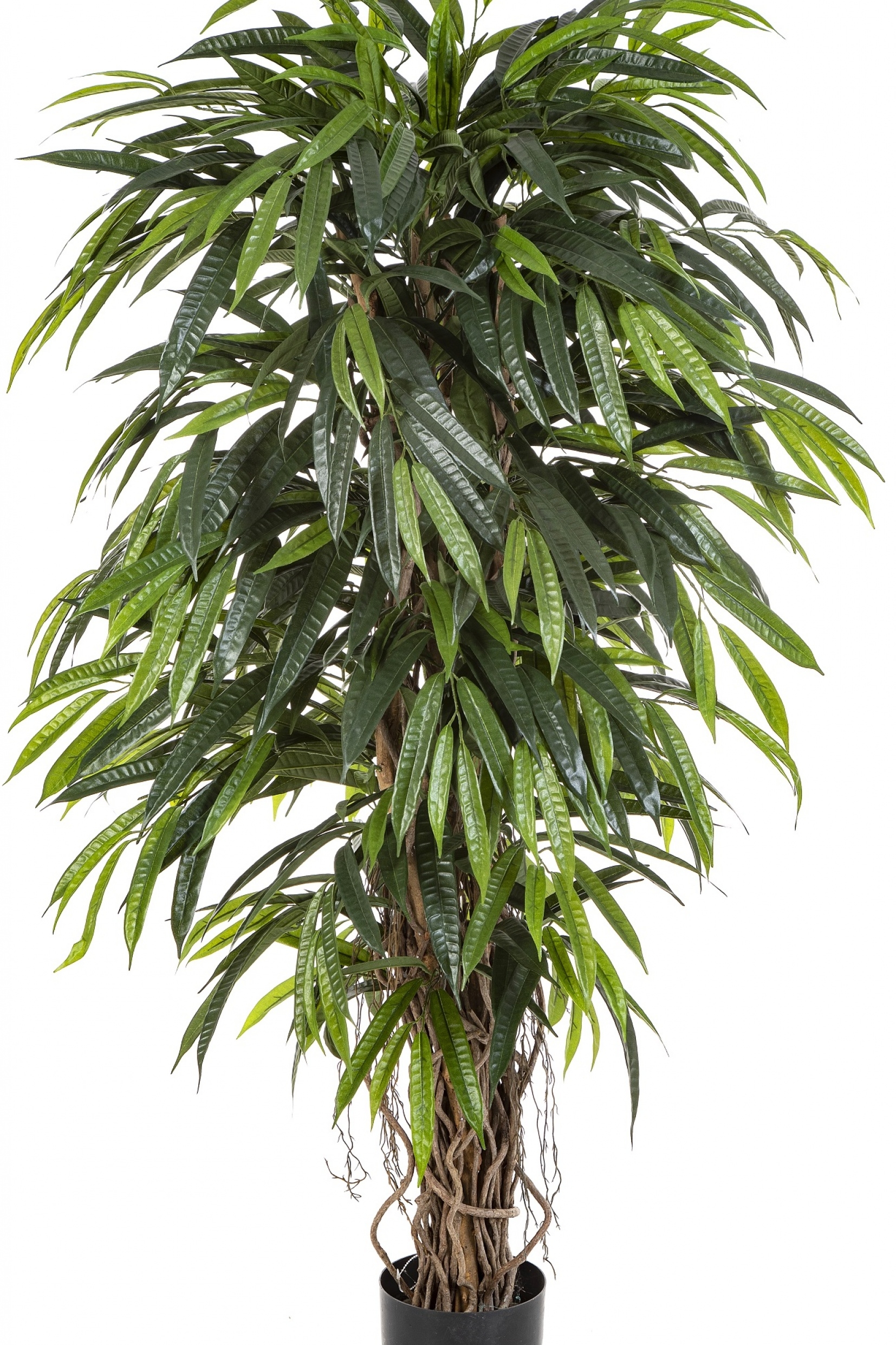 5' DELUXE LONGIFOLIA LIANA 150-210 cm