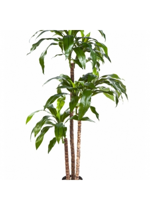 5' DRACAENA FRAGRANS STEUD 150 cm