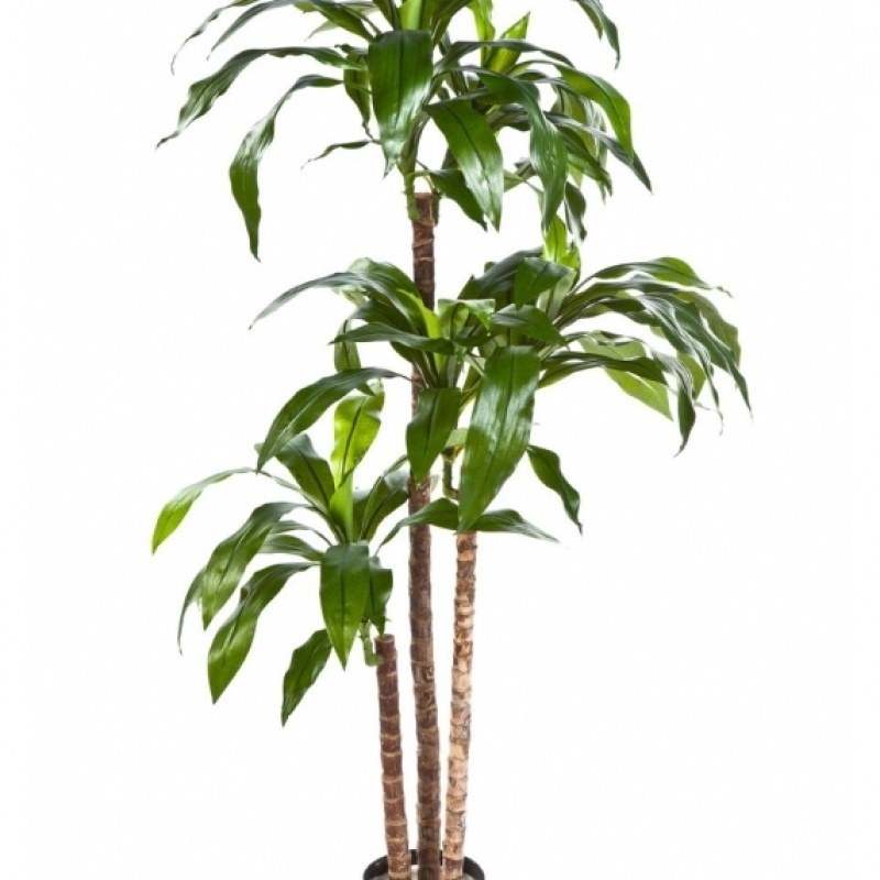 5' DRACAENA FRAGRANS STEUD 150 cm