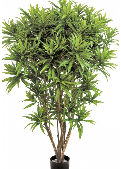 5' DRACAENA REFLEXA JAMAICA 145 cm