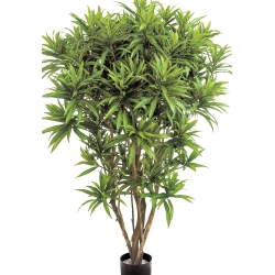 5' DRACAENA REFLEXA JAMAICA 145 cm