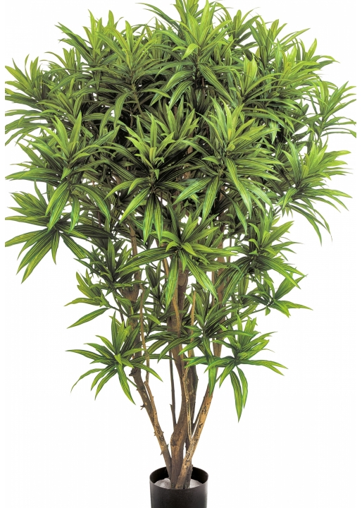 5' DRACAENA REFLEXA JAMAICA 145 cm