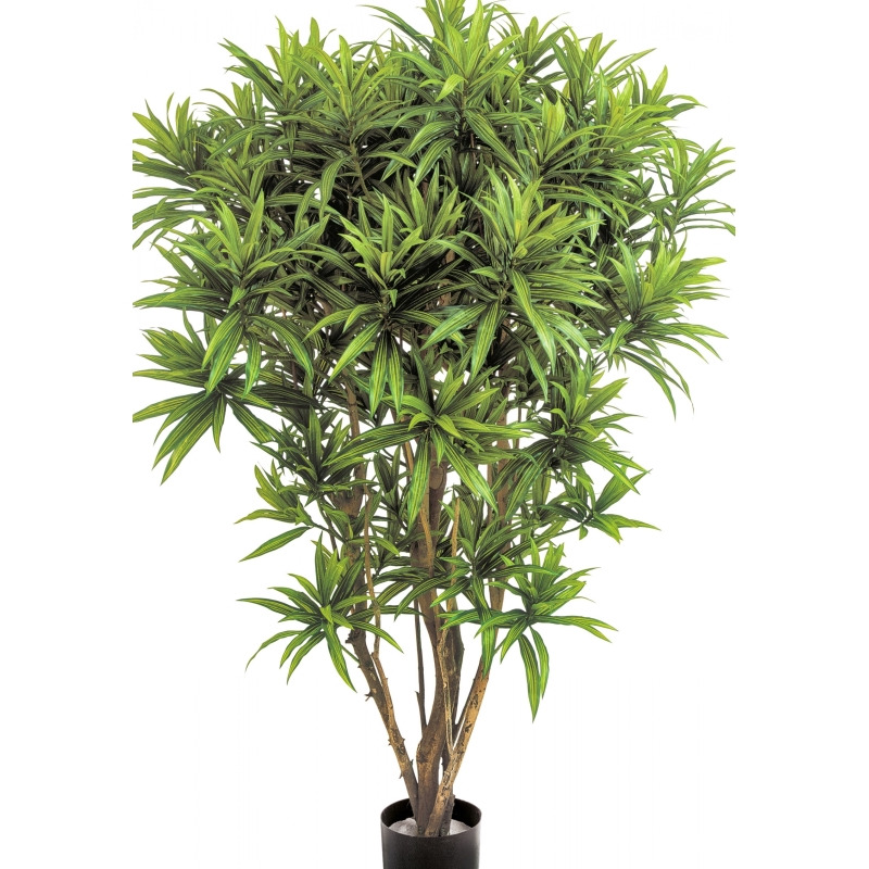 5' DRACAENA REFLEXA JAMAICA 145 cm
