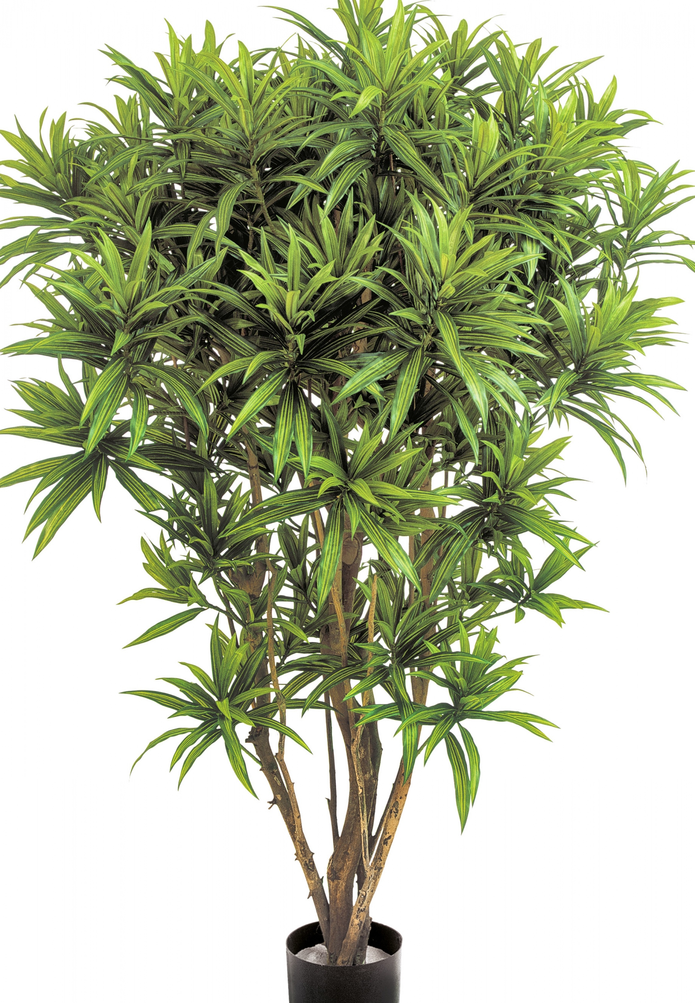 5' DRACAENA REFLEXA JAMAICA 145 cm