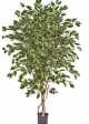 5' FICUS DELUXE EXOTICA TREE 150-210 cm