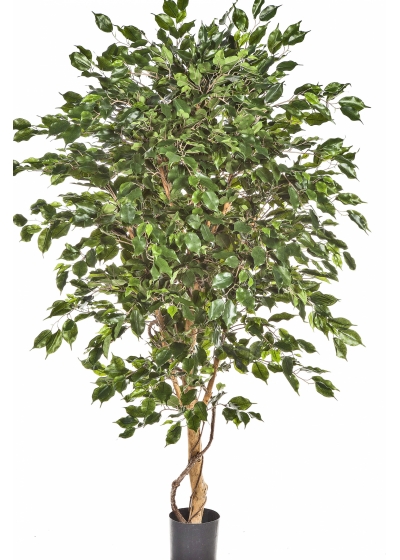 5' FICUS DELUXE EXOTICA TREE 150-210 cm