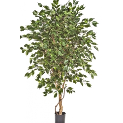 5' FICUS DELUXE EXOTICA TREE 150-210 cm