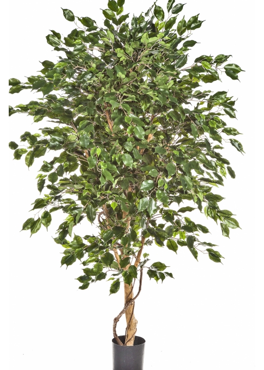 5' FICUS DELUXE EXOTICA TREE 150-210 cm