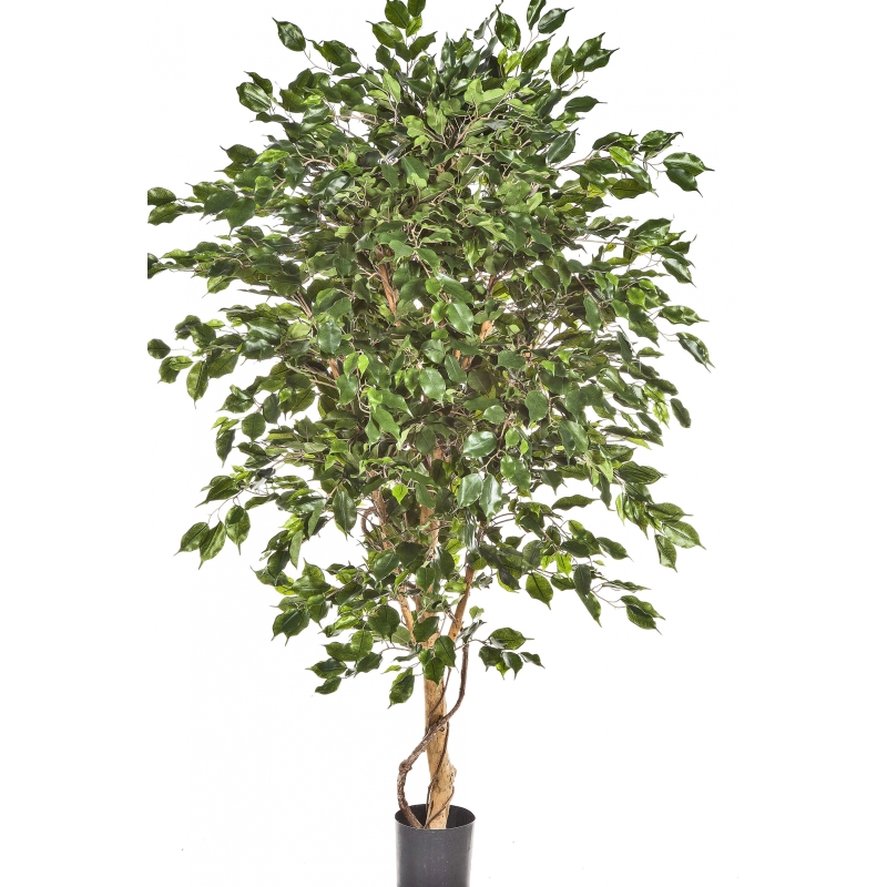 5' FICUS DELUXE EXOTICA TREE 150-210 cm
