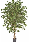 5' FICUS DELUXE EXOTICA TREE 150-210 cm