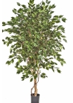 5' FICUS DELUXE EXOTICA TREE 150-210 cm