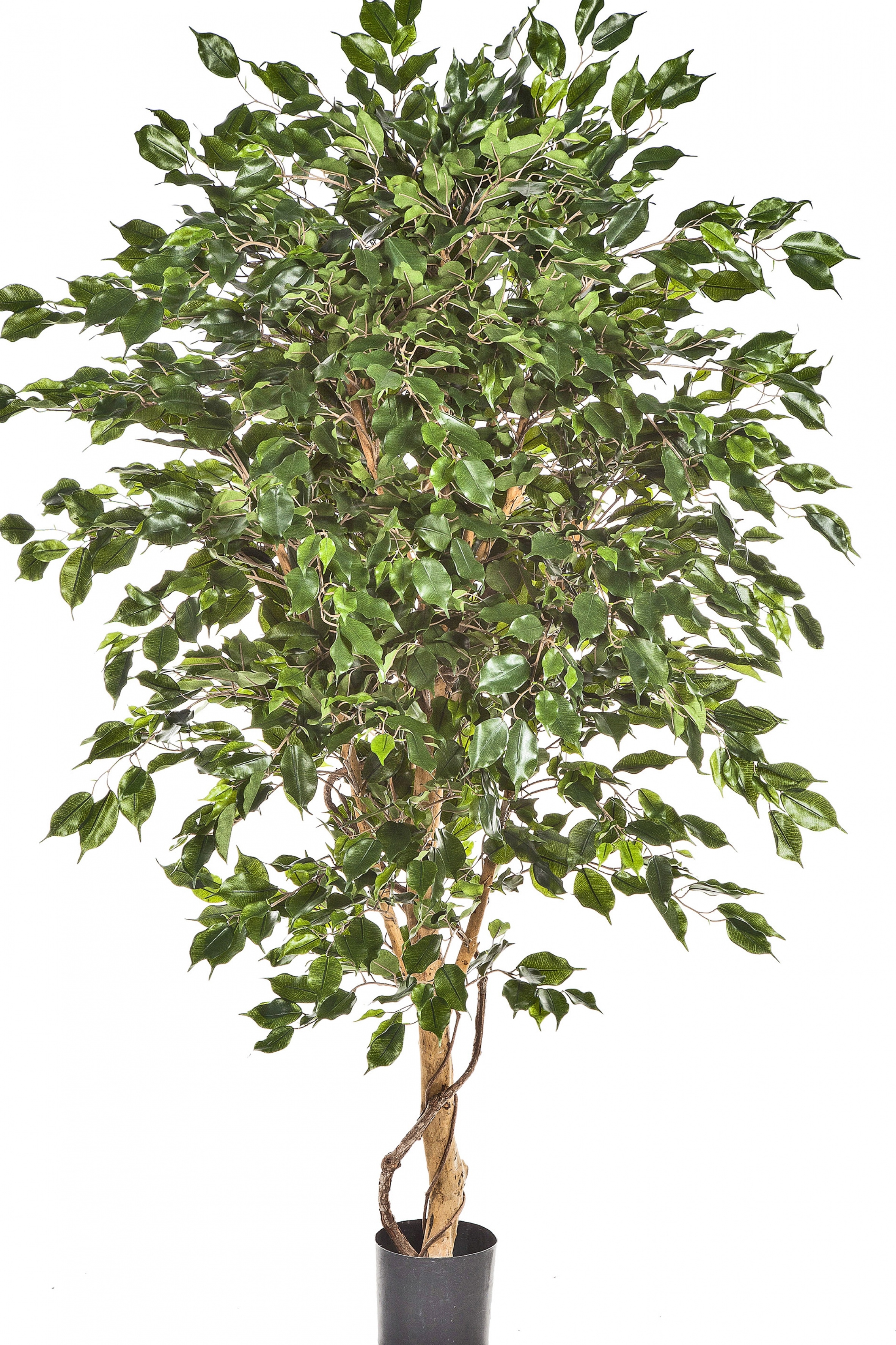 5' FICUS DELUXE EXOTICA TREE 150-210 cm
