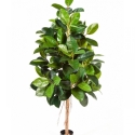 5\' FICUS ELASTICA 140-210 cm
