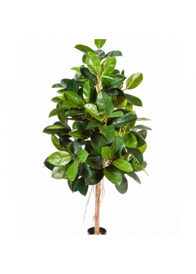 5' FICUS ELASTICA 140-210 cm