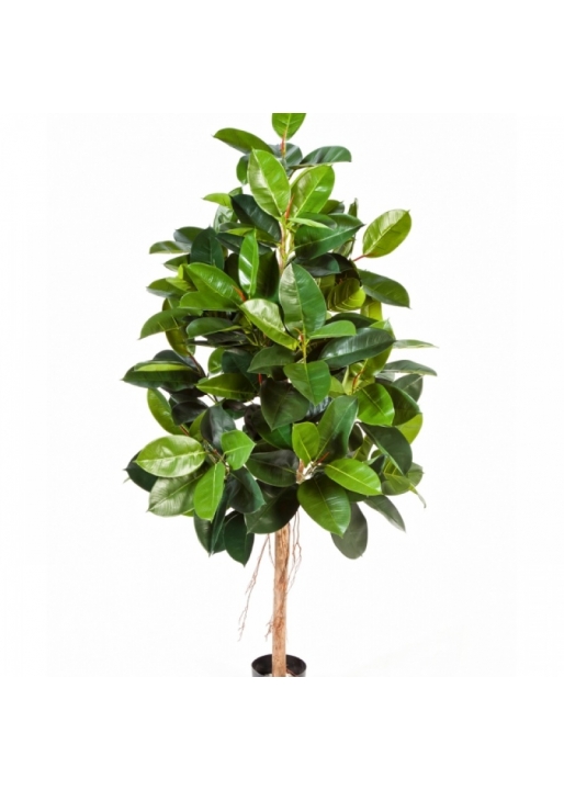5' FICUS ELASTICA 140-210 cm