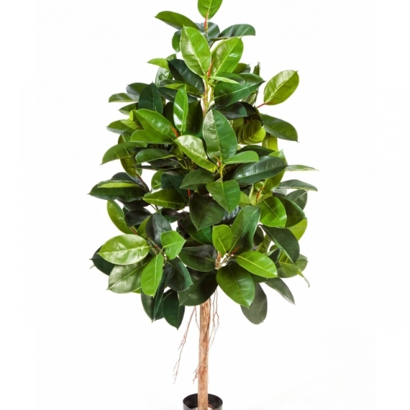 5' FICUS ELASTICA 140-210 cm