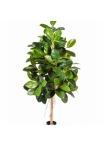 5' FICUS ELASTICA 140-210 cm