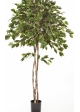 5' FICUS EXOTICA UMBRELLA 150-210 cm