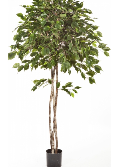 5' FICUS EXOTICA UMBRELLA 150-210 cm