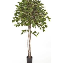 5' FICUS EXOTICA UMBRELLA 150-210 cm