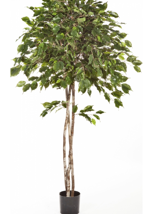 5' FICUS EXOTICA UMBRELLA 150-210 cm