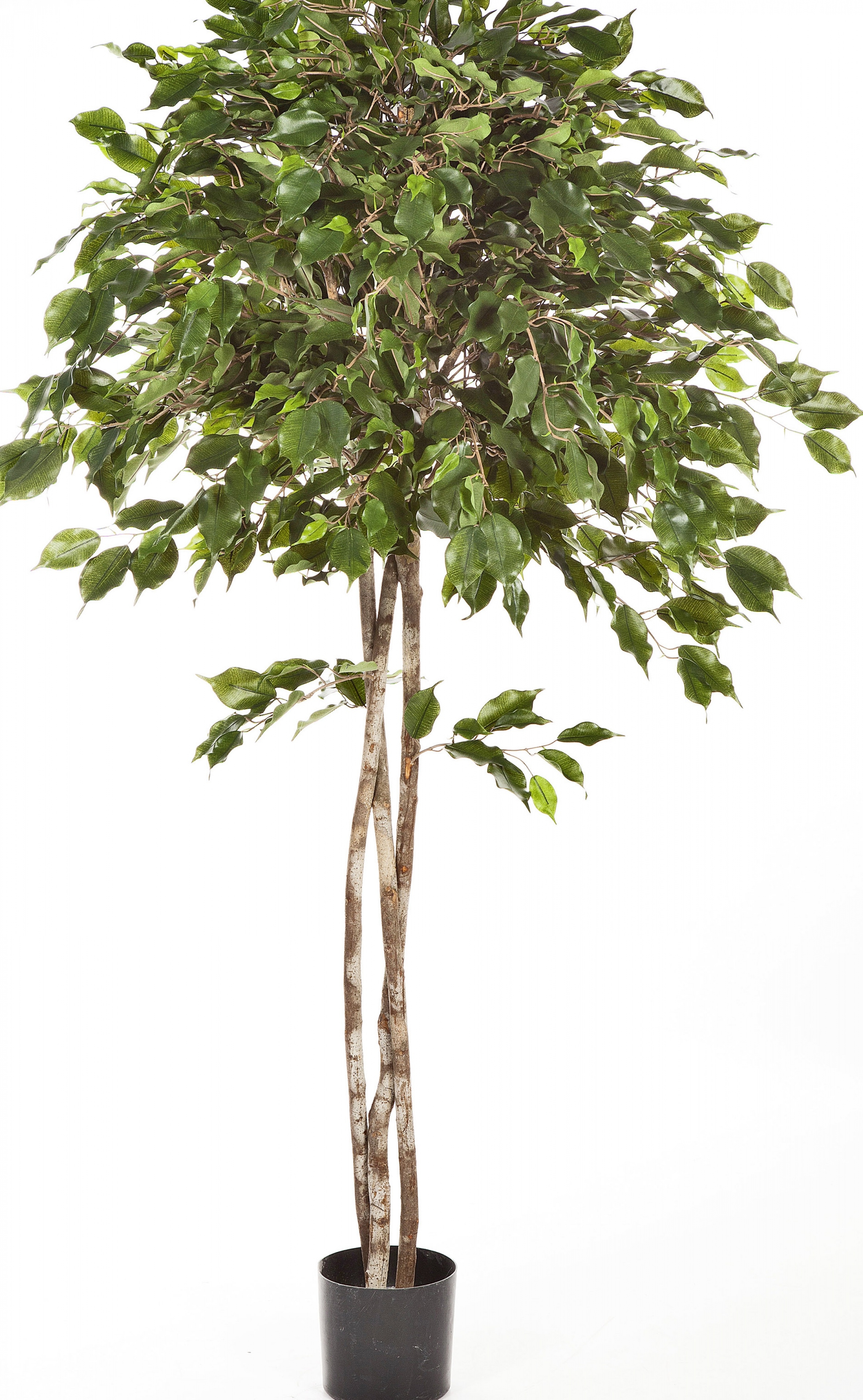 5' FICUS EXOTICA UMBRELLA 150-210 cm
