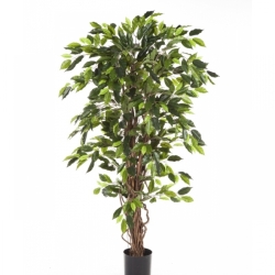 5' FICUS LIANA DE LUXE 150-330 cm