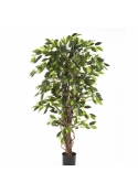 5' FICUS LIANA DE LUXE 150-330 cm