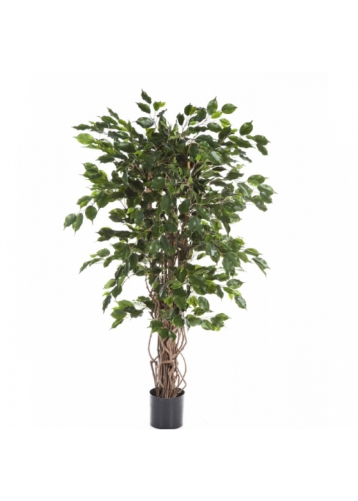 5' FICUS LIANA EXOTICA 150-210 cm