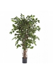 5' FICUS LIANA EXOTICA 150-210 cm
