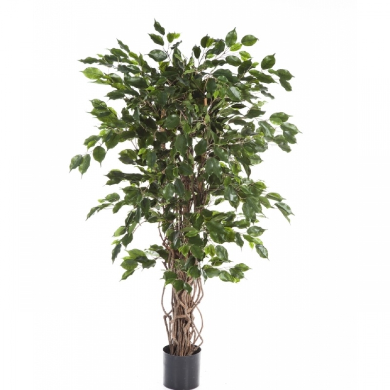 5' FICUS LIANA EXOTICA 150-210 cm