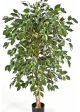 5' FICUS NITIDA EXOTICA 150-210 cm