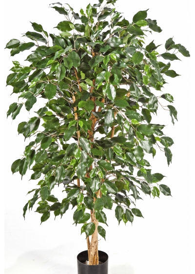 5' FICUS NITIDA EXOTICA 150-210 cm