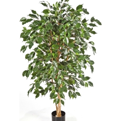 5' FICUS NITIDA EXOTICA 150-210 cm