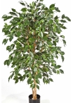 5' FICUS NITIDA EXOTICA 150-210 cm