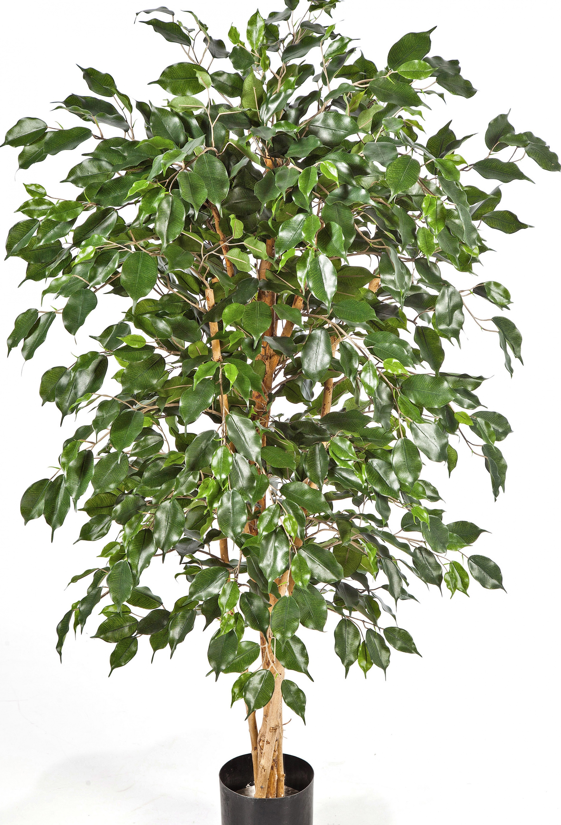 5' FICUS NITIDA EXOTICA 150-210 cm