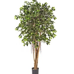 5' FICUS RETUSA 150-210 cm