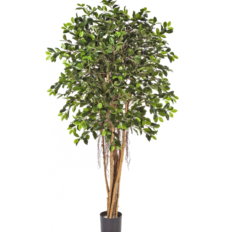 5' FICUS RETUSA 150-210 cm
