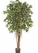 5' FICUS RETUSA 150-210 cm