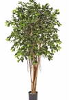 5' FICUS RETUSA 150-210 cm