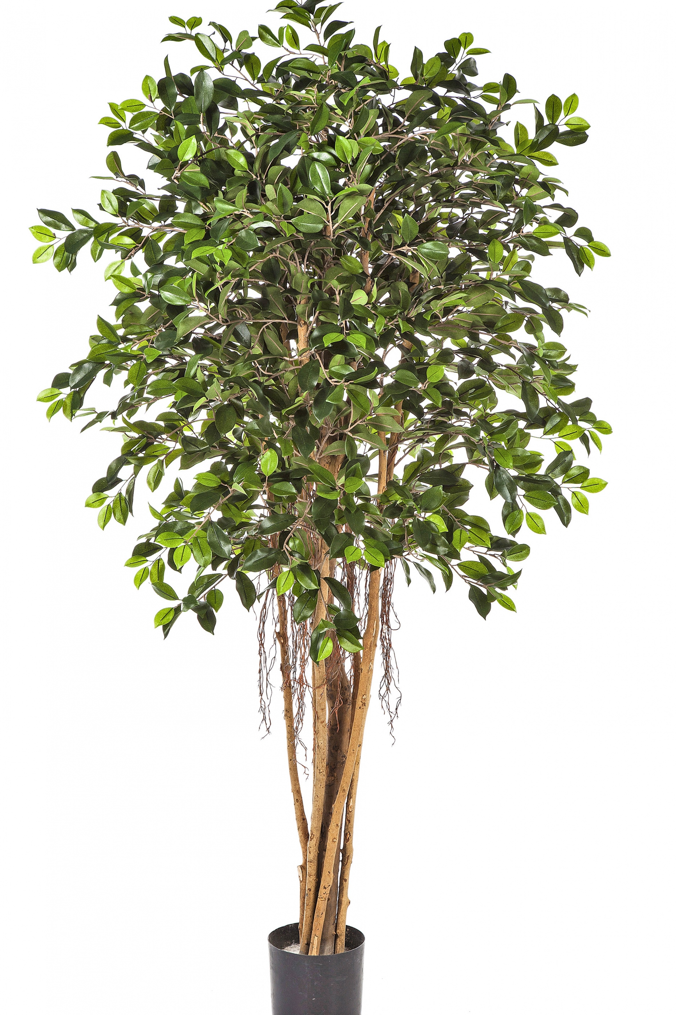 5' FICUS RETUSA 150-210 cm