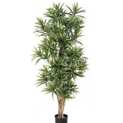 5' FLAME RETARDANT DRACAENA REFLEXA 150-180 cm
