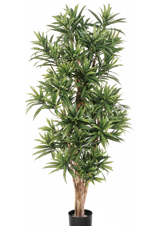 5' FLAME RETARDANT DRACAENA REFLEXA 150-180 cm