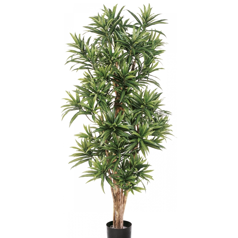 5' FLAME RETARDANT DRACAENA REFLEXA 150-180 cm
