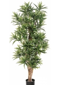 5' FLAME RETARDANT DRACAENA REFLEXA 150-180 cm