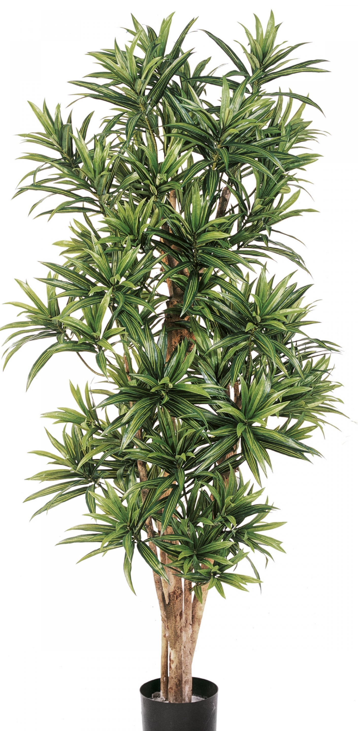 5' FLAME RETARDANT DRACAENA REFLEXA 150-180 cm